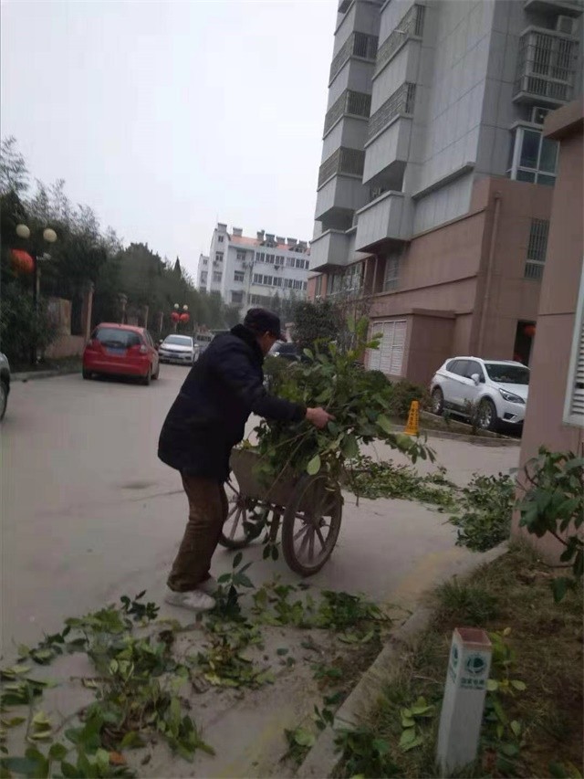 清理栽樹(shù)留下的樹(shù)枝