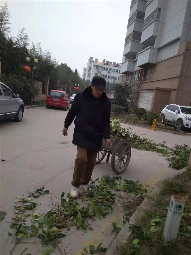 清理栽樹(shù)留下的樹(shù)枝